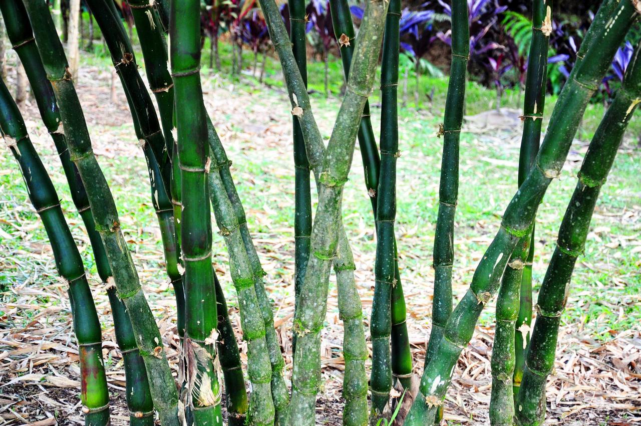 Hosteria Finca El Pigual Puyo Eksteriør billede