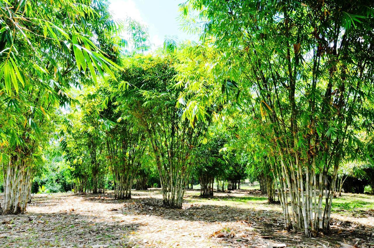 Hosteria Finca El Pigual Puyo Eksteriør billede