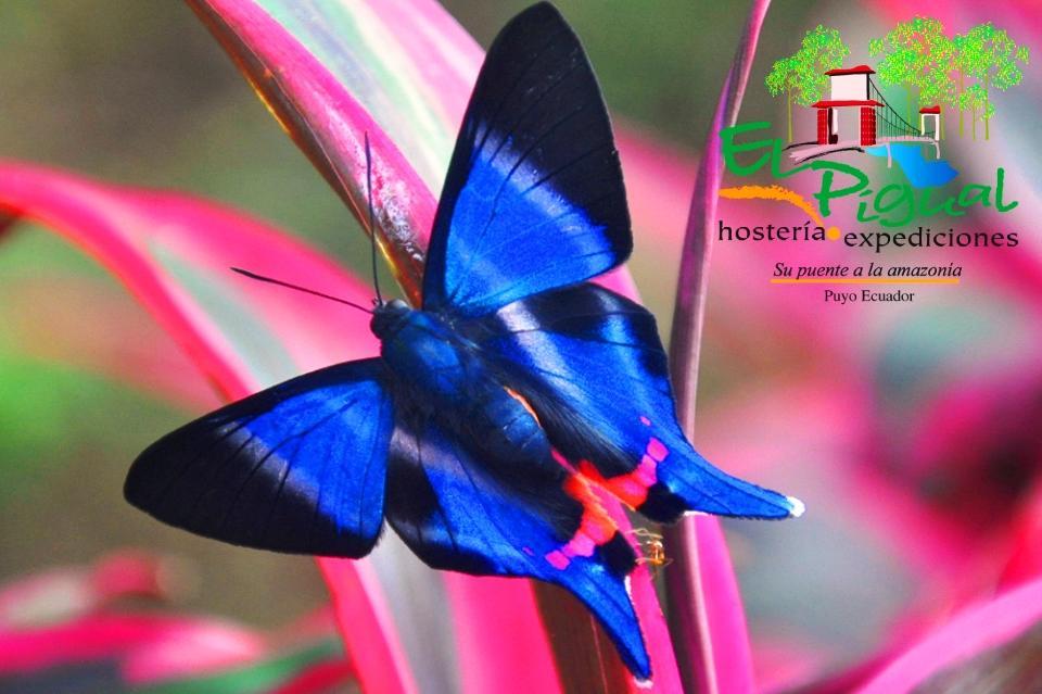 Hosteria Finca El Pigual Puyo Eksteriør billede